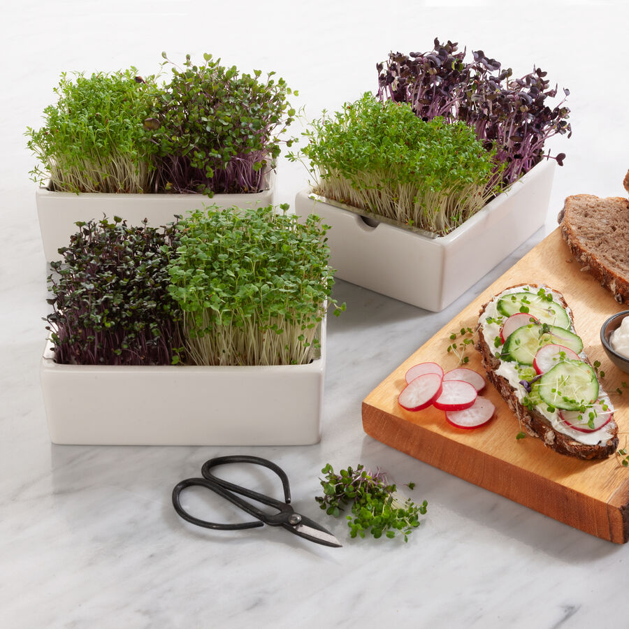 Low-Carb Bio Microgreens: Ganzjhrig gesunde frische Kruterkost Bild 2