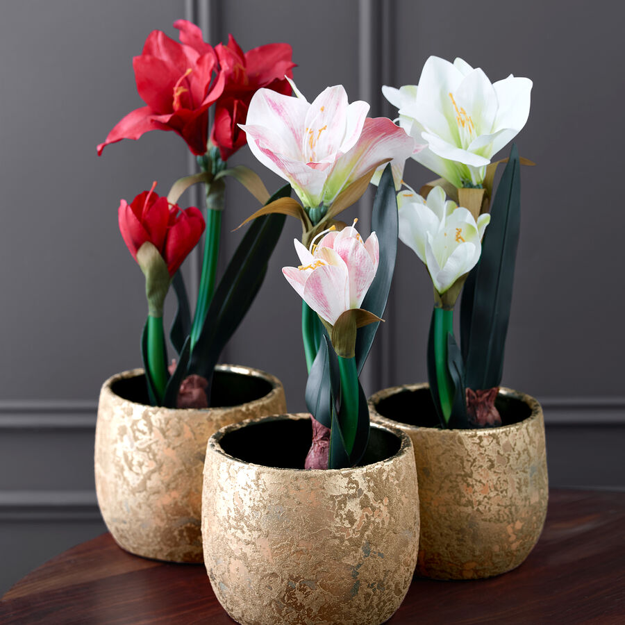 Goldfarbener bertopf fr Amaryllis Bild 2