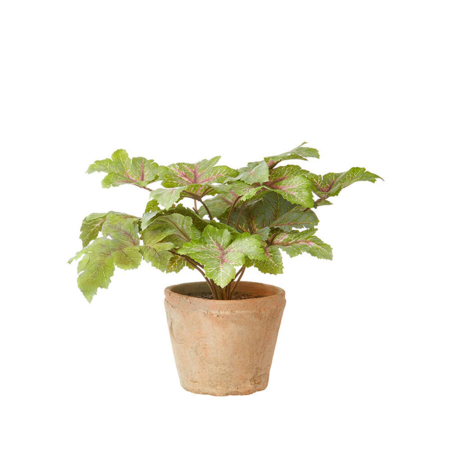 Immergrüne Zimmerpflanzen für jeden Standort im Haus - Julia Grote