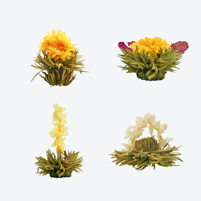 Aufblühende Teeblumen: wunderschön, stimulierend und aromatisch
