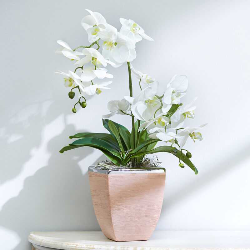 Immerblühende Orchidee im Keramik-Übertopf