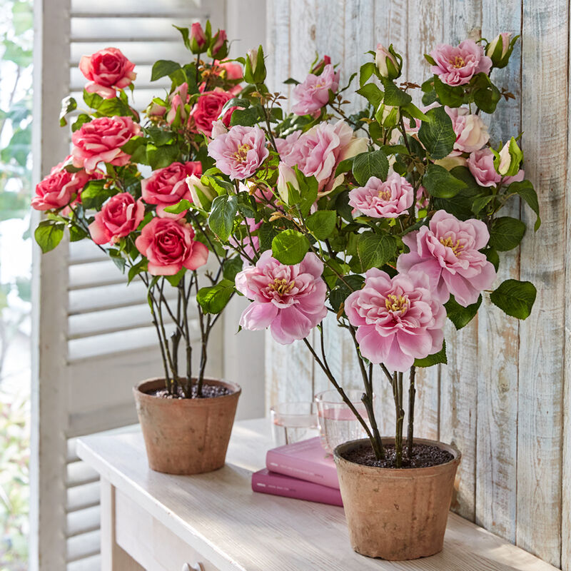Immerblühender Rosenbusch für Ihre Innenräume