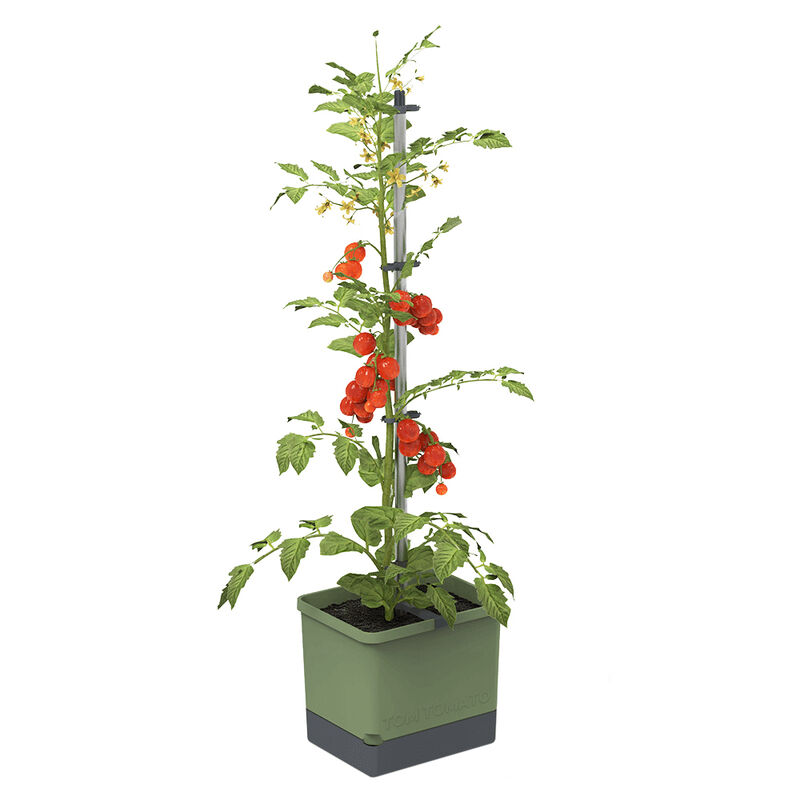 Innovatives Tomaten-Pflanztopf Starter-Set