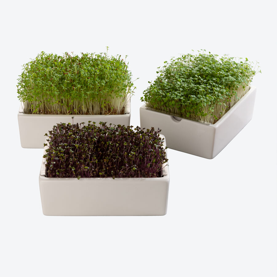 Microgreens Saatpads Kohlrabi: Vitamin C Kraftprotze