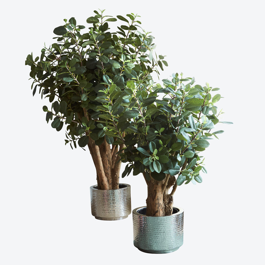 Naturgetreuer Ficus panda als exklusive Innendekoration