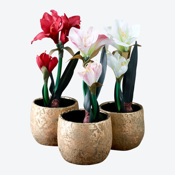 3 teiliges Set: Unverg�ngliche Amaryllis mit Ballen bl�ht viele Winterzeiten lang