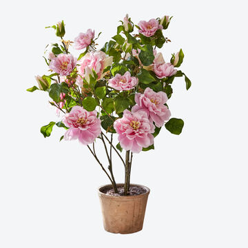 Produktbild f�r 'Immerbl�hender Rosenbusch f�r Ihre Innenr�ume'