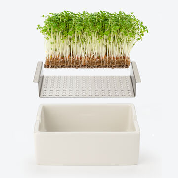 Produktbild für 'Low-Carb Bio Microgreens: Ganzjährig gesunde frische Kräuterkost'