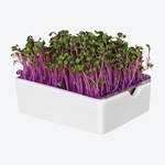 Produktbild fr '  Microgreens Saatpads Rotkohl: Liebliche Vitaminbomben'
