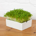 Produktbild fr '   Microgreens Saatpads Kresse: Frisch-scharfe Klassiker'