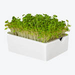 Produktbild fr 'Microgreens Saatpads Rauke: Herbe Noten vom Mittelmeer'