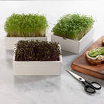 Produktbild f�r 'Bio-Microgreens Saatpads Senf, 4 St�ck'
