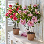 Produktbild f�r 'Immerbl�hender Rosenbusch f�r Ihre Innenr�ume'