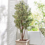 Mediterraner XL-Olivenbaum mit Echtstamm