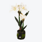 Produktbild für 'Unvergängliche Amaryllis mit Ballen blüht viele Winterzeiten lang'