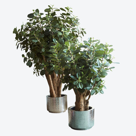 Produktbild für 'Naturgetreuer Ficus panda als exklusive Innendekoration'