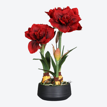 Produktbild für 'Voll erblühte Amaryllis im Keramik-Übertopf'