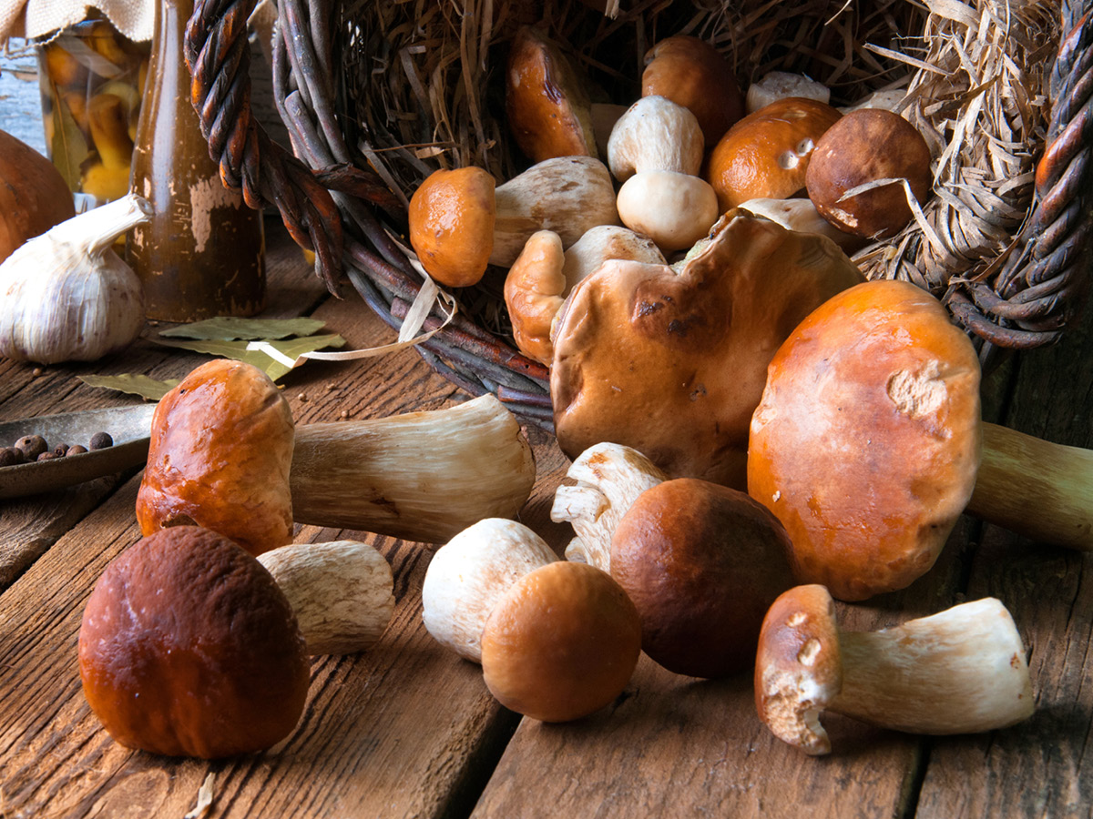 Ein Überblick über die wichtigsten Pilze | GenussMAGAZIN