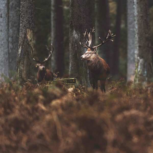 Hirsche im Wald