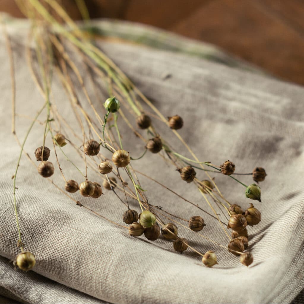 Getrocknete Leinsamen-Stängel auf naturfarbener Leinenstofffläche arrangiert